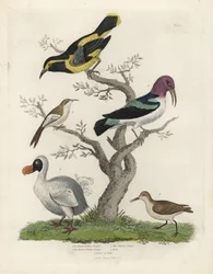 Czarno-żółty pełzacz, brązowo-biały pełzacz, Certhia americana, pełzacz z Kajenny, Dacnis cayana, dodo, Raphus cucullatus, oraz purre lub biegus, Calidris alpina. Ręcznie kolorowany miedzioryt nieznanego artysty z Natural History Williama Smelliego