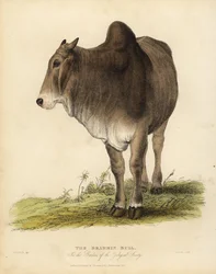 Rasa Brahma bydła zebu, Bos taurus indicus.