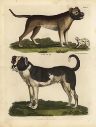 Rasy psów, Canis lupus familiaris.