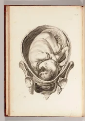 Rycina przedstawiająca dziecko w łonie matki z „Zestawu tablic anatomicznych z objaśnieniami i skrótem praktyki położniczej”, 1754
