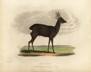 Sarna europejska, Capreolus capreolus.