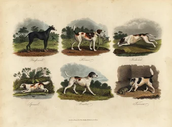charty, błotniaki, foxhoundy, spaniele, wskaźniki, teriery.