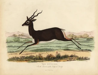 Antylopa indyjska lub blackbuck, Antilope cervicapra.