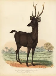 Jawan Rusa Ora Sunda Sambar Jeleń, Rusa Timorensis. Wrażliwy.