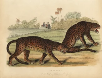 Lamparty, Panthera pardus.