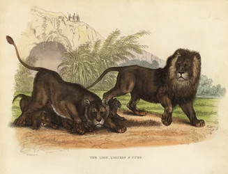 Lew, lwica i młode, Panthera leo.