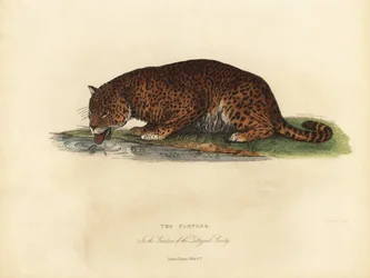 Pantera, Panthera pardus i Panthera onca.