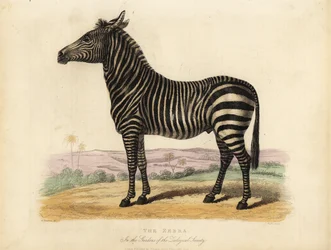 Zebra równinna, Equus quagga.