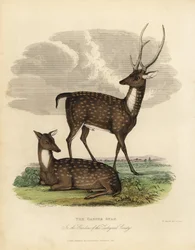 Jeleń bagienny lub lew, Rucervus duvaucelii.