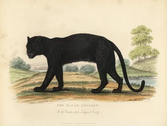 Czarna pantera, Panthera pardus.