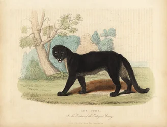 Puma lub cougar, puma concolor.