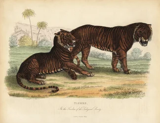 Tygrys, Panthera tigris, zagrożony.