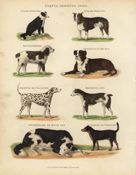 Przydatne psy domowe, Canis lupus familiaris.