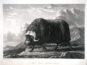 Musk Bull, Melville Island, z „Journal of a Voyage for the Discovery of North West Passage od Atlantyku do Pacyfiku wykonanego w latach 1819-20”, autorstwa Williama Edwarda Parry