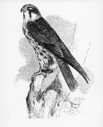 Hobby, ilustracja z „Historii ptaków brytyjskich” Williama Yarrella, opublikowana po raz pierwszy w 1843 r.