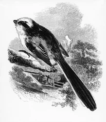 Sikora długoogoniasta, ilustracja z „Historii ptaków brytyjskich” Williama Yarrella, opublikowana po raz pierwszy w 1843 r.