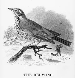 The Redwing, ilustracja z „Historii ptaków brytyjskich” Williama Yarrella, opublikowana po raz pierwszy w 1843 r.