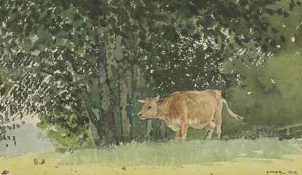 Krowa na pastwisku