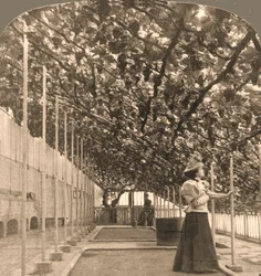 Najstarsza winorośl na świecie, pałac Hampton Court, posadzona w 1768, Anglia, 1897