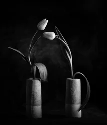 Eleganckie czarno-białe tulipany