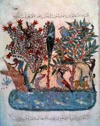 Tajemnicza wyspa zamieszkana przez dziwne zwierzęta. Miniatura zaczerpnięta z „Maqamat” (Seanse) Abu Mohammeda al-Kasima ibn Ali Hariri (1054-1122) zwieńczona przez Yahya Mahmuda al-Wasiti (al Wasiti) w 1237, Paryż, B.N.
