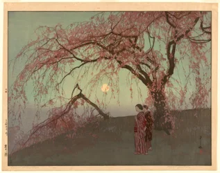 Wiśnie Kumoi (Kumoi sakura)