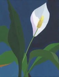 Elegancki kwiat lilii pokojowej