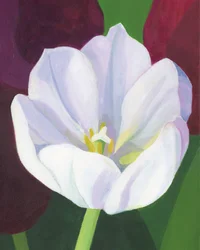 Elegancki biały tulipan