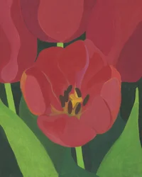 Żywe czerwone tulipany