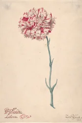 Goździk Hollandia Liberata, 1675.