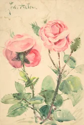 Dwie róże, ca. 1884-1904.