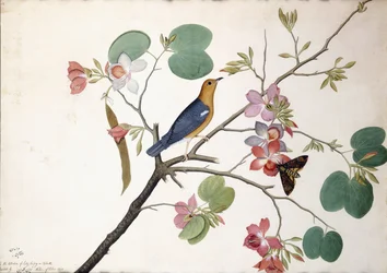 Pomarańczowogłowy drozd ziemny, 1778
