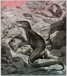 Azjatycki monitor wodny, ok. 1925