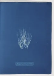 „Bangia fusco-fioletowy”