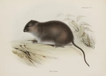 Szczur krzewiasty lub brunatnonogi, Australia, ok. 1832-1836