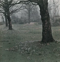 "Krokus"