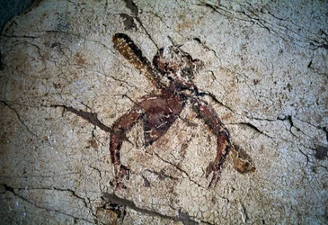 Fresco, wyspa Kos, Grecja (zdjęcie)