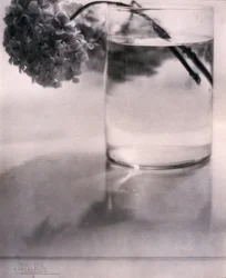Hortensja, ok. 1907