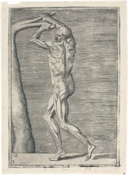 Mięśnie Anatomiczne badanie muskulatury mężczyzny; mężczyzna łamiący gałąź, ok. 1555