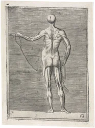 Mięśnie Anatomiczne badanie muskulatury mężczyzny; mężczyzna trzymający linę, ok. 1555