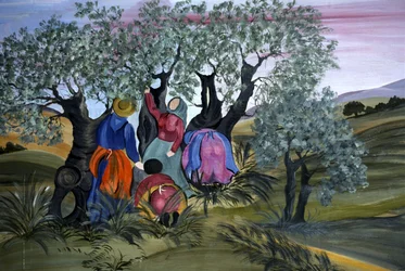 Zbieranie oliwek, naiwność Barbary Mencarelli, Mandoleto, Solomeo, Umbria, Włochy