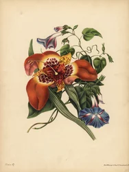 Meksykański kwiat tygrysa, Tigridia pavonia, Change; Niebieski główny Convolvulus, Night