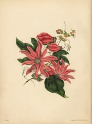 Racemose Passionflower, Passiflora racemosa, Przesądy religijne
