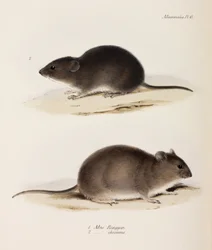 Dwa typy myszy, ok. 1832-1836