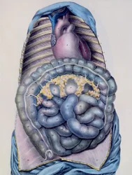 Anatomia jelita grubego, z opisu Manuela dAnatomie du Corps Humain autorstwa Jules Cloquet (1790-1883) ryty przez G. de Frey, 1825