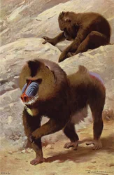 Mandryl