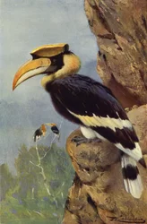 Dzioborożec srokaty