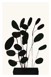 Minimalistyczna roślina doniczkowa