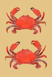 Żywe czerwone kraby