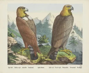 Aigle Doré. / Złoty Orzeł. / Goldadler. / Goudarend. / Aquila Dorato. / Aigle królewski. / Królewski orzeł. / Königsadler. /Steenarend. / Ossifrago (tytuł na obiekcie)